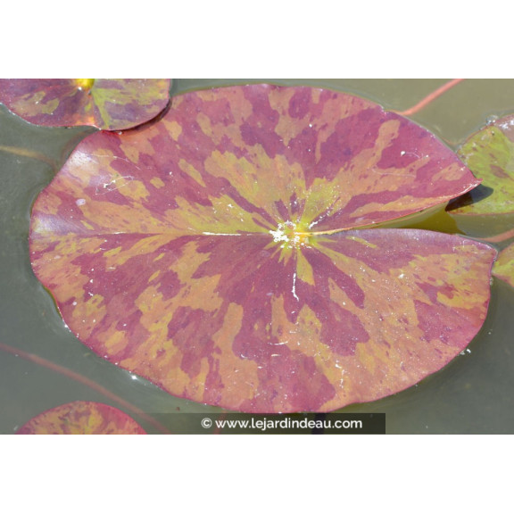 NYMPHAEA 'Marliacea Chromatella'