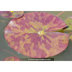 NYMPHAEA 'Marliacea Chromatella' NYMPHAEA 'Marliacea Chromatella'