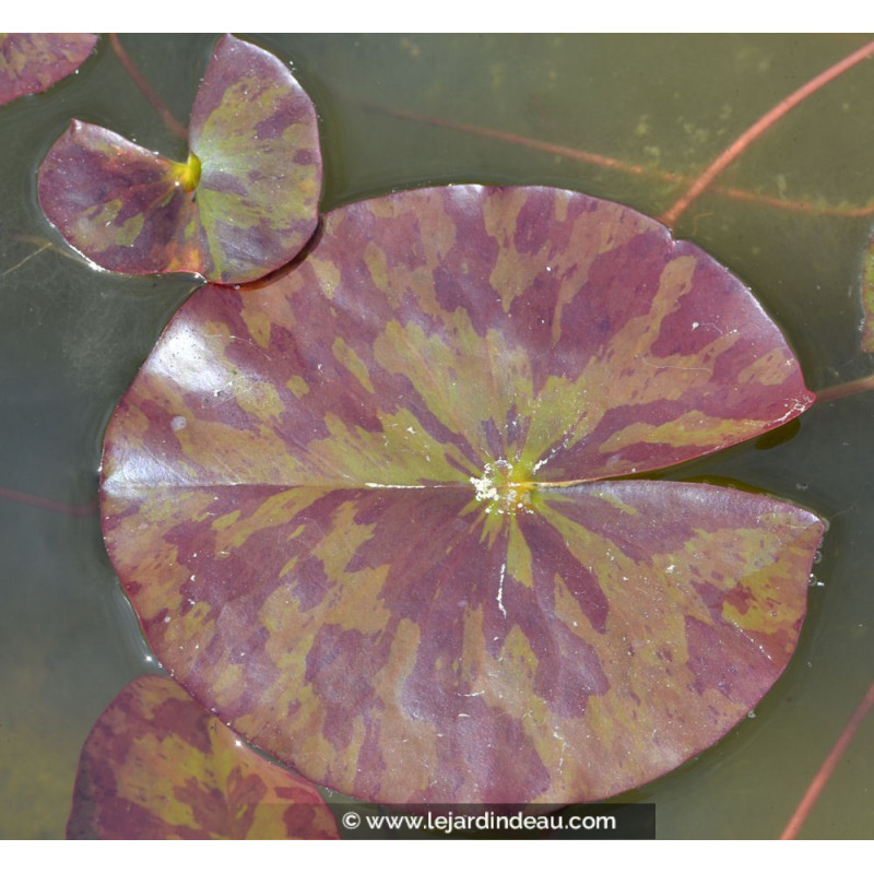 NYMPHAEA 'Marliacea Chromatella' NYMPHAEA 'Marliacea Chromatella'