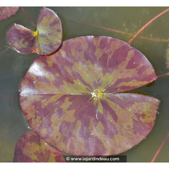 NYMPHAEA 'Marliacea Chromatella'