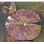 NYMPHAEA 'Marliacea Chromatella' NYMPHAEA 'Marliacea Chromatella'