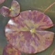 NYMPHAEA 'Marliacea Chromatella'