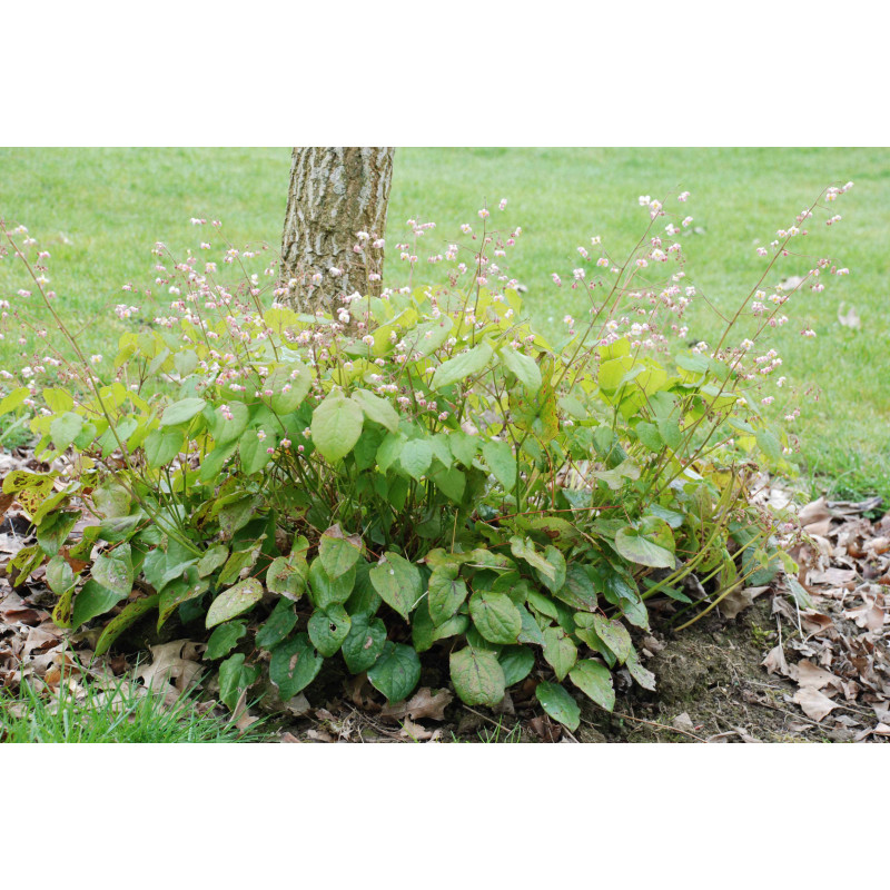 EPIMEDIUM pubigerum