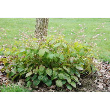 EPIMEDIUM pubigerum