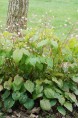EPIMEDIUM pubigerum