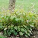 EPIMEDIUM pubigerum