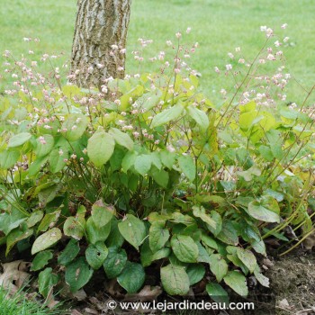 EPIMEDIUM pubigerum