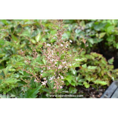 ASTILBE simplicifolia \'Inshriach Pink\'