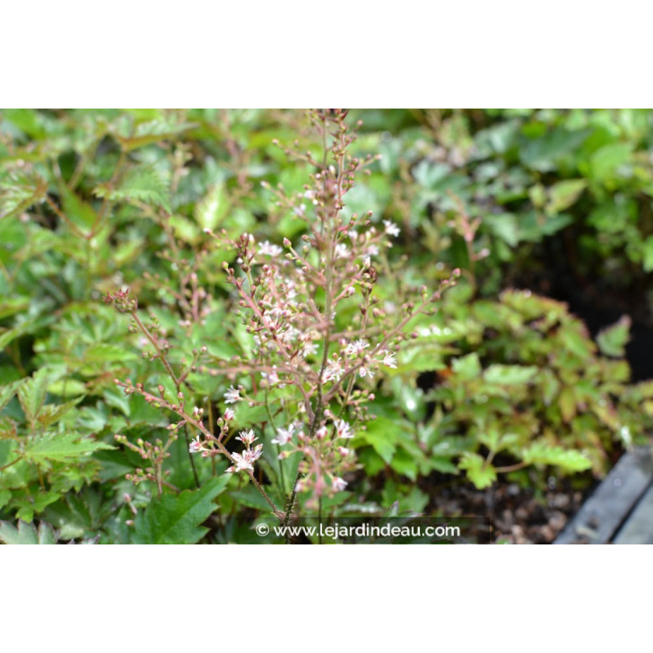 ASTILBE 'Inshriach Pink'