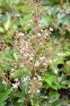 ASTILBE simplicifolia 'Inshriach Pink'