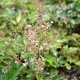 ASTILBE 'Inshriach Pink'