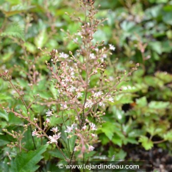 ASTILBE &#039;Inshriach Pink&#039;