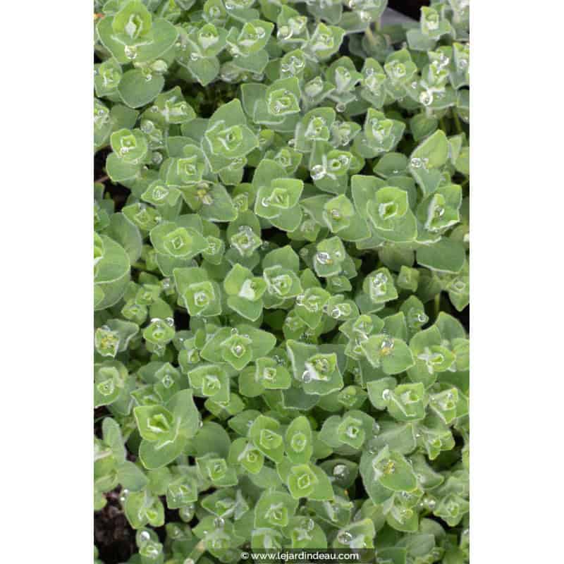 HYPERICUM elodes HYPERICUM elodes