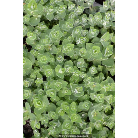 HYPERICUM elodes