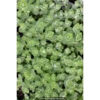 HYPERICUM elodes HYPERICUM elodes