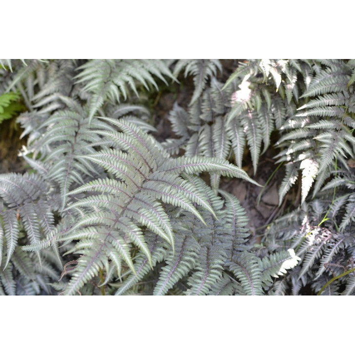 ATHYRIUM niponicum var. pictum