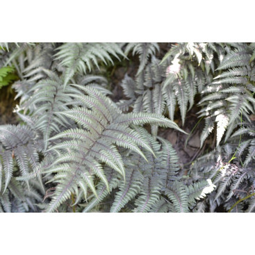 ATHYRIUM niponicum var. pictum