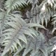 ATHYRIUM niponicum var. pictum