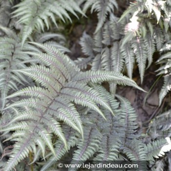 ATHYRIUM niponicum var. pictum