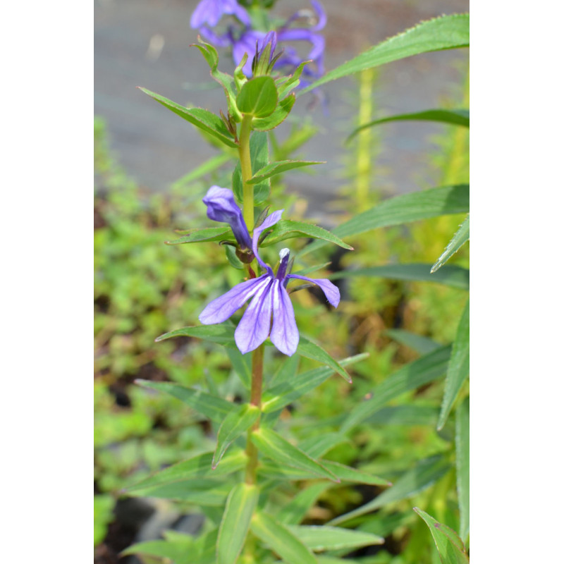 LOBELIA sessilifolia