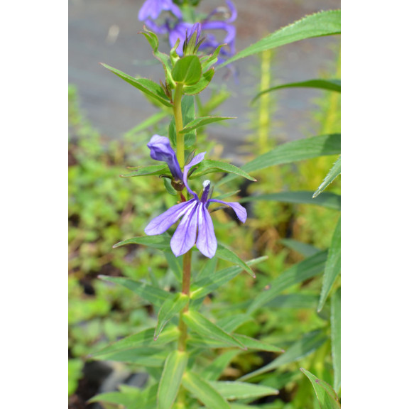 LOBELIA sessilifolia