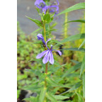 LOBELIA sessilifolia