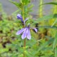 LOBELIA sessilifolia