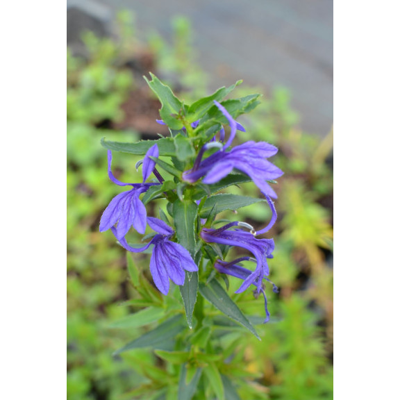 LOBELIA sessilifolia