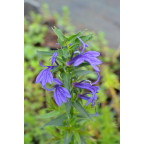 LOBELIA sessilifolia
