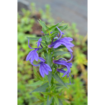 LOBELIA sessilifolia