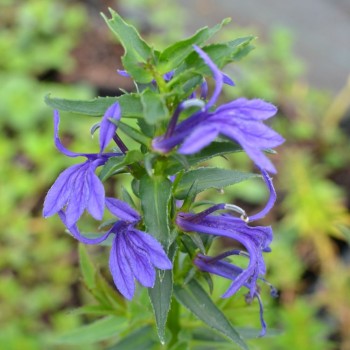 LOBELIA sessilifolia