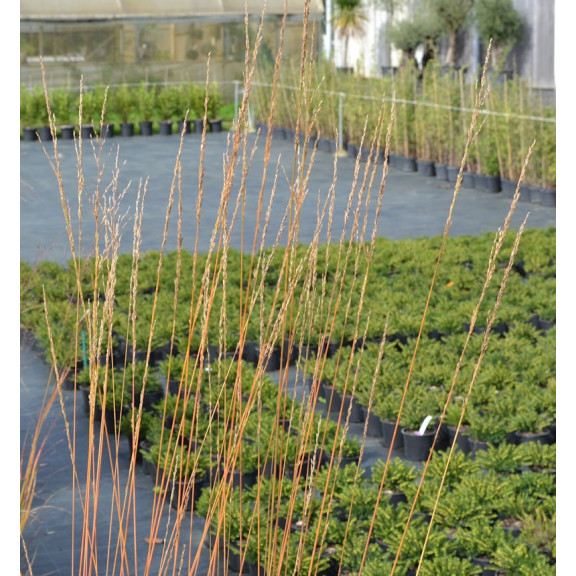 MOLINIA caerulea 'Heidebraut'