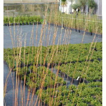 MOLINIA caerulea \'Heidebraut\'