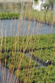 MOLINIA caerulea 'Heidebraut'