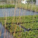 MOLINIA caerulea 'Heidebraut'