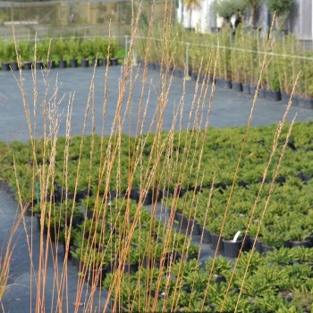 MOLINIA caerulea &#039;Heidebraut&#039;