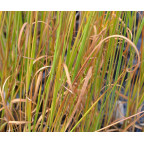 MOLINIA caerulea 'Heidebraut'