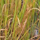 MOLINIA caerulea 'Heidebraut'