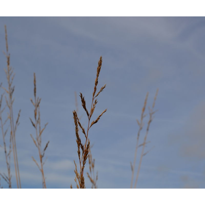 MOLINIA caerulea subsp. arundinacea 'Windspiel'