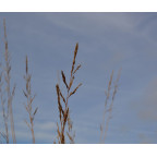 MOLINIA caerulea subsp. arundinacea 'Windspiel'