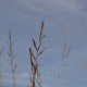 MOLINIA caerulea subsp. arundinacea 'Windspiel'