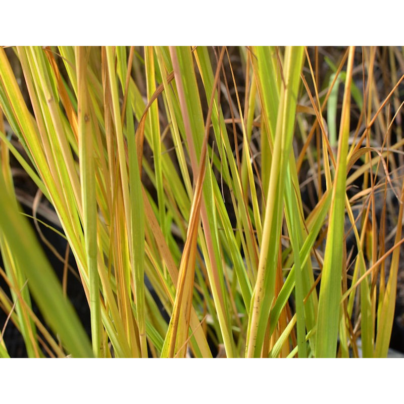 MOLINIA caerulea subsp. arundinacea 'Windspiel'