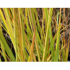 MOLINIA caerulea subsp. arundinacea 'Windspiel'