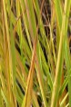 MOLINIA caerulea subsp. arundinacea 'Windspiel'
