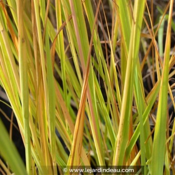 MOLINIA caerulea subsp. arundinacea &#039;Windspiel&#039;