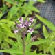 VERONICASTRUM virginicum 'Temptation'