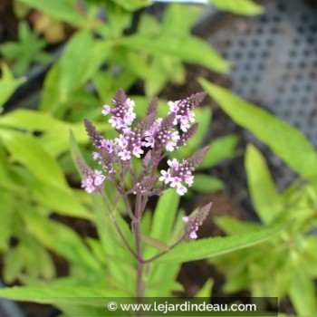 VERONICASTRUM virginicum &#039;Temptation&#039;