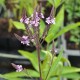 VERONICASTRUM virginicum 'Temptation'