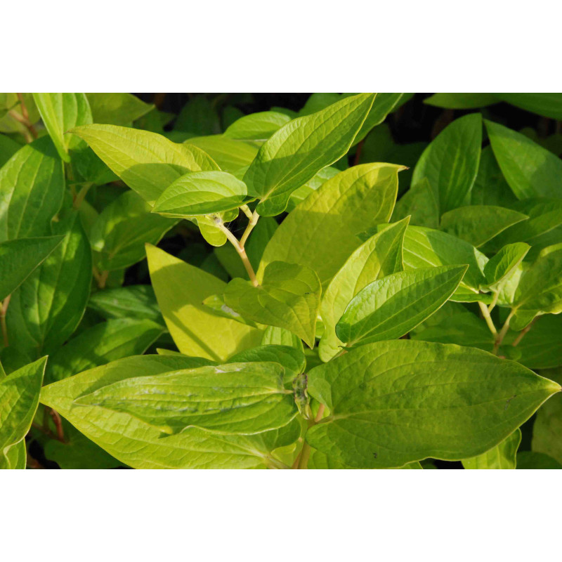 SAURURUS chinensis 'PB 95-85'