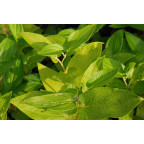 SAURURUS chinensis 'PB 95-85'